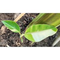 ราคา กล้วยน้ำว้าปากช่องด่างขาว (24676135309)