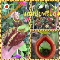 ราคา ต้นหม้อข้าวหม้อแกงลิง ต้นไม้กินแมลง (26754165035)