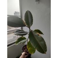 ราคา ต้นยางอินเดียด่าง ยางอินเดียด่างชมพู (13888839204)