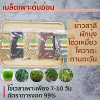 ราคา เมล็ดทานตะวัน ผักบุ้ง เมล็ดโต้วเหมี่ยว เมล็ดถั่วลันเตา เมล็ดไควาเระ เมล็ดเพาะต้นอ่อน เมล็ดเพาะงอก (2378598235)