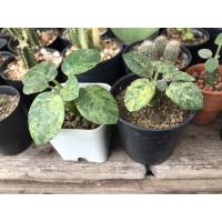 ราคา มะพร้าวทะเลทรายใบกลมด่าง (9720342002)