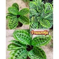 ราคา ว่านพญานกคุ้ม ว่านนกคุ้ม ว่านมงคลปกป้องคุ้มครอง ควรปลูกคู่บ้านเรือน ต้นชำถุงพร้อมปลูก สินค้าเสียหายยินดีเคลมฟรี (41714363030)