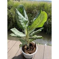 ราคา อโกลนีมา​ บัลลังเงิน​ลายพราน ต้นใหญ่​ กระถาง12นิ้วไม้มงคล​ ไม้ประดับ ส่งทั้งกระถาง (13320284683)