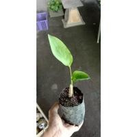 ราคา ต้นสาคูไทย หรือ ว่านสาคู สาคูขาว ใบสามารถใช้ห่อข้าว ห่ออาหาร ใช้ทำห่อหมก พร้อมปลูกต้นละ 39 บาท (25905493341)