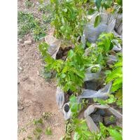 ราคา ต้นกล้าไม้ตะแบกรอการเจริญเติบโตปลูกลงดิน (22646517102)