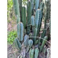 ราคา กระบองเพชรคอนโดนางฟ้า (5593782433)