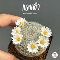 ราคา แลนต้า Mammillaria lenta แคคตัส กระบองเพชร cactus&succulent (3346322321)