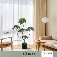 ราคา ต้นตีนเป็ดปลอม Size S (1.2 เมตร) พร้อมกระถาง (28356604337)