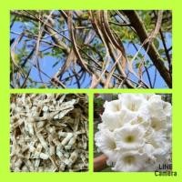 ราคา เมล็ดพันธุ์ต้นแคนา เม็ดต้นแคป่า ชุดล่ะ 200 เมล็ด (14095116307)