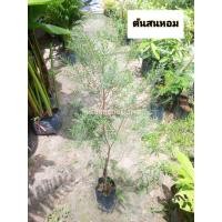 ราคา ต้นสนหอม สนหอม สนไล่ยุง (41504047210)