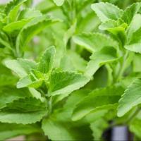 ราคา 30 เมล็ด หญ้า หญ้าหวาน สตีเวีย (Stevia) (42922652566)