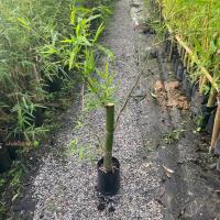 ราคา ไผ่ ต้นไผ่ พันธุ์ ไผ่เลี้ยงหวาน (รับประกัน ส่งใหม่ฟรี หากสินค้าเเสียหาย!!) (24327900437)