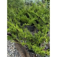 ราคา สนชิมปากุ Shimpaku กระถาง 11นิ้ว (51952014660)