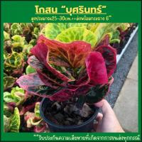 ราคา โกสน บุศรินทร์ โกสนใบกลมเหลือง โกสนใบสวยๆ โกสนแคระ ไม้ประดับ (18527874840)