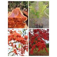 ราคา ต้นประดู่แดงสูง 50-60 cm1 ต้น 129 บาท (24521199631)