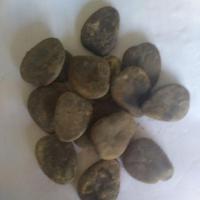 ราคา เมล็ดหลุมพอสำหรับเพาะ 1ชดมี12เมล็ด..ขั้นต่ำ3ชุดนะค่ะ.. (6271665356)