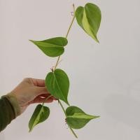 ราคา พลูบราซิล พลูเรือแก้ว Philodendron Brasil จำนวน 2 กิ่ง (41326223822)