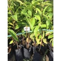 ราคา ต้นพันธุ์ หมากเม่า หรือ มะเม่า ผลแปลรูปได้ พร้อมปลูในถุงดำ 49 บาท (10279762526)