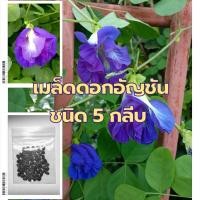 ราคา เมล็ดอัญชัน(ชนิด5กลีบ) ราคา 20บาท ซองละ 60เมล็ด เมล็ดดอกอัญชัน (3334607261)