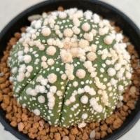 ราคา Cake Cactus Farm กระบองเพชร Astrophytum asterias cv. Hanazono แอสโตร ฮานะโซโนะ (8816461324)