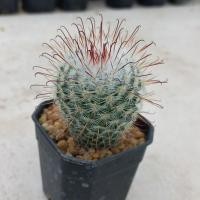ราคา แมมบอมไบเซียน่า (Mammillaria bombycina) กระถาง 2 นิ้ว *ขั้นต่ำ 50 บาท คละได้ทั้งร้าน* ส่งทั้งกระถาง  (22483181165)
