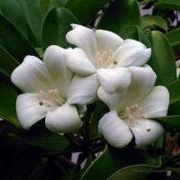 ราคา ต้นแก้วมุกดาดอกหอม (4956931633)