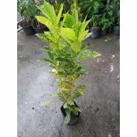 ราคา ขาย ต้น โกสน ไม้มงคล ไม้ประดับ (2849841673)