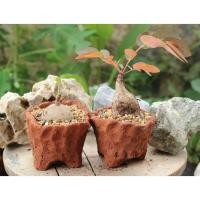 ราคา กระถางดินเผาปั้นทำมือทุกชิ้น งานปั้นกระถางขึ้นรูป Handmade แฮนด์เมด (5943802917)