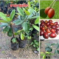 ราคา ต้นละมุดสีดา ราคาต้นละ 139 บาท สวยๆพร้อมส่ง (44323770477)