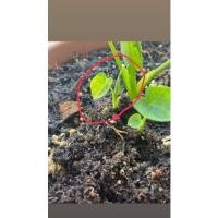 ราคา บอนนาญี่ปุ่นด่างไซด์เล็ก (11879634864)