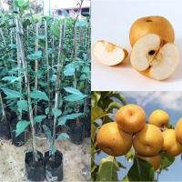 ราคา ต้นสาลี่ สีทอง หวาน หอม กรอบ ลูกใหญ่ (21006237853)