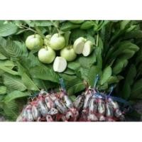 ราคา ต้นพันธุ์กิ่งฝรั่งกิมจู (4851219021)