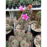 ราคา แมมหนามตะขอ,แมมหนามพิกุล (8675339381)