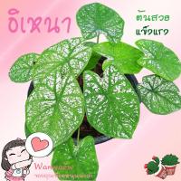 ราคา บอนสีอิเหนา อิเหนา บอนสี ราชินีใบไม้ ไม้มงคล สงทั้งกระถาง อิเหนาบอนสี (13044025080)