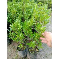 ราคา ต้นไทรเกาหลี. (ชุด2ต้น) (40975137903)