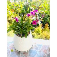 ราคา กล้วยไม้หวายแคระ 2 ต้น พร้อมปลูกและใส่ปุ๋ยให้พร้อม ในกระถางพลาสติกสีขาวพร้อมจานรอง ทรงเจ้าหญิง (25554745439)