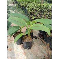 ราคา ต้นกระเจียวขาวป่า พืชกินดอก (24196445570)