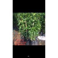 ราคา ต้นมะกรูดทายกิ่ง สามารถใช้ได้ท้ังใบและลูก (3846477933)