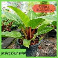 ราคา ต้นเศรษฐีมีทรัพย์ ฟิโลเดนตรอนรวยทรัพย์ ไม้มงคล ส่งเสริมบารมี 1 ต้น (4784249704)