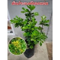 ราคา ต้นประยงค์ดอกหอม ไม้ดอกไม้ประดับ (3158077137)