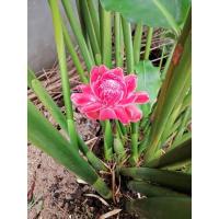 ราคา พร้อมส่ง ดาหลา หน่อดาหลา ดอกสีชมพู (13616789086)