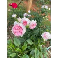 ราคา กุหลาบเลื้อยญี่ปุ่น ดอกทรงถ้วยสีชมพู (26603909378)