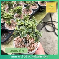 ราคา เพรมน่าด่าง บอนไซ[Premna variegated] บอนไซจิ๋ว กระถางญาญ่า 3 เพรมน่าไต้หวันใบด่าง (21631838510)