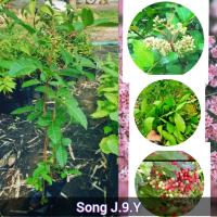 ราคา ต้นมะตูมแขก หรือ ต้นมะตูมซาอุ 3 ต้น 100 ฿ (9926097508)