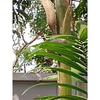 ราคา ต้นพันธุ์ หมากนวล ปาล์มเยอรมัน หมากคอนวล ถุงดำพร้อมปลูก 39 บาท (24770082587)