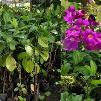 ราคา ต้นม่วงมณีรัตน์ขนาด70ซม1ต้น (24662667321)