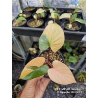 ราคา #บุษชมพู #บุษราคัมชมพู #สเน่ห์จันทน์บุษราคัมชมพู ไม้ชิ้นตา (25536357085)