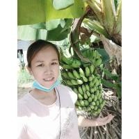 ราคา แพคละ 5 หน่อ หน่อกล้วยหอมทองพันธุ์เตี้ยของแท้ คัดพิเศษ (17430910415)