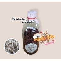 ราคา เชื้อเห็ดโคนน้อยเชื้อเม็ดข้าวฟ่าง 5 ขวด 110 บาท (11444814261)