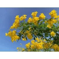 ราคา ต้นกล้าทองอุไรต้นละ20 (9776974323)